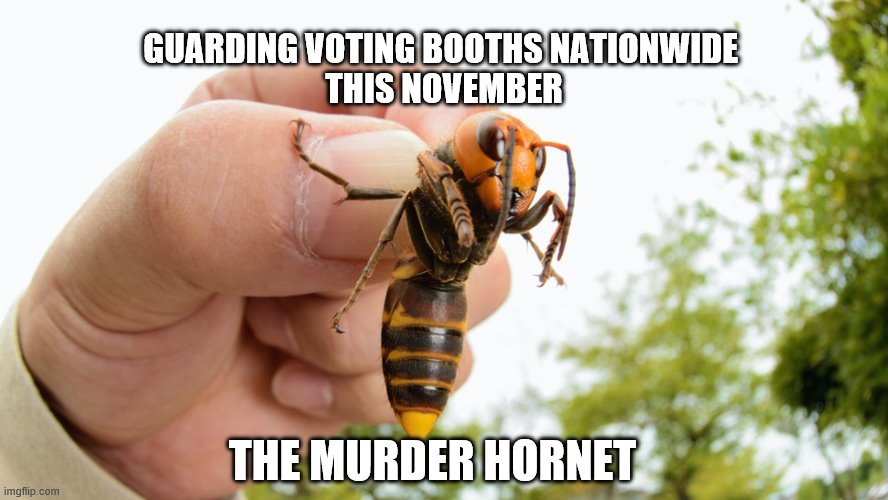 Muder Hornet | GUARDING VOTING BOOTHS NATIONWIDE 
THIS NOVEMBER; THE MURDER HORNET | image tagged in murder hornet | made w/ Imgflip meme maker