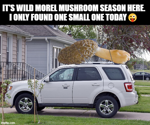 mushroom season | IT'S WILD MOREL MUSHROOM SEASON HERE. 
I ONLY FOUND ONE SMALL ONE TODAY😜 | image tagged in mushroom,morel,photoshop | made w/ Imgflip meme maker