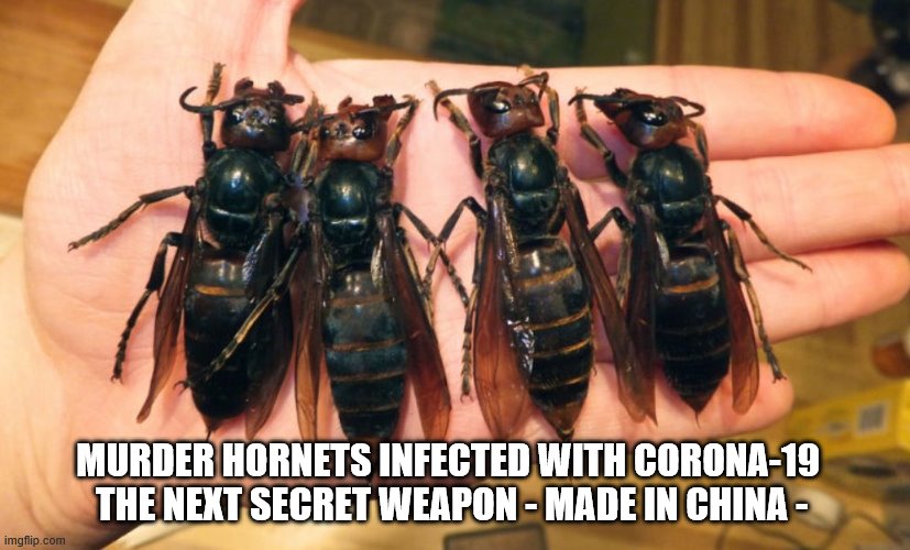 murder hornets | MURDER HORNETS INFECTED WITH CORONA-19 
THE NEXT SECRET WEAPON - MADE IN CHINA - | image tagged in murder hornets | made w/ Imgflip meme maker