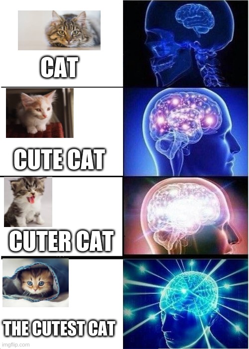 the cutest cat | CAT; CUTE CAT; CUTER CAT; THE CUTEST CAT | image tagged in memes,expanding brain,cats,cute cat | made w/ Imgflip meme maker