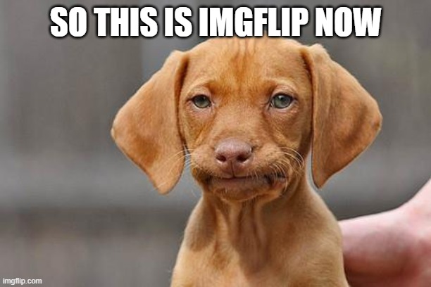 Dissapointed puppy | SO THIS IS IMGFLIP NOW | image tagged in dissapointed puppy | made w/ Imgflip meme maker