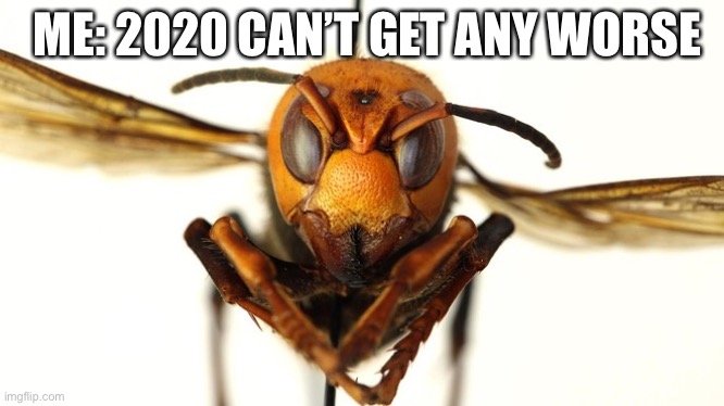 It’s the end | ME: 2020 CAN’T GET ANY WORSE | image tagged in murder hornet | made w/ Imgflip meme maker