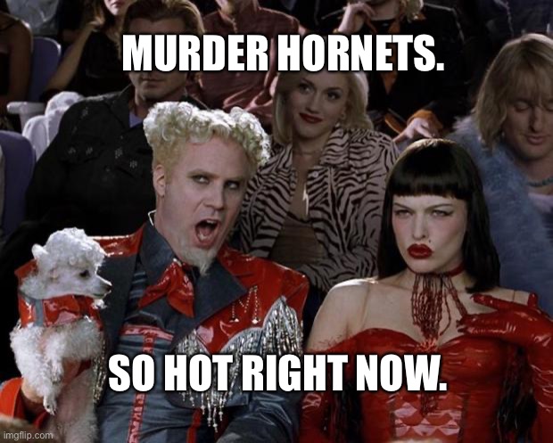 Murder Hornets | MURDER HORNETS. SO HOT RIGHT NOW. | image tagged in memes,mugatu so hot right now | made w/ Imgflip meme maker