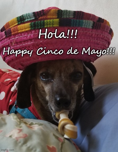 Hola!!! | Happy Cinco de Mayo!!! Hola!!! | image tagged in cinco de mayo,chiweenie,maggie | made w/ Imgflip meme maker