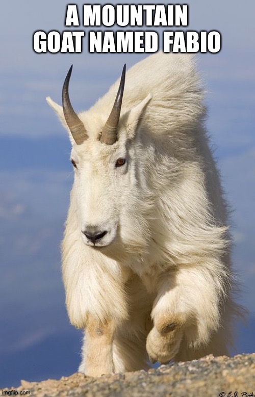 A MOUNTAIN GOAT NAMED FABIO | made w/ Imgflip meme maker