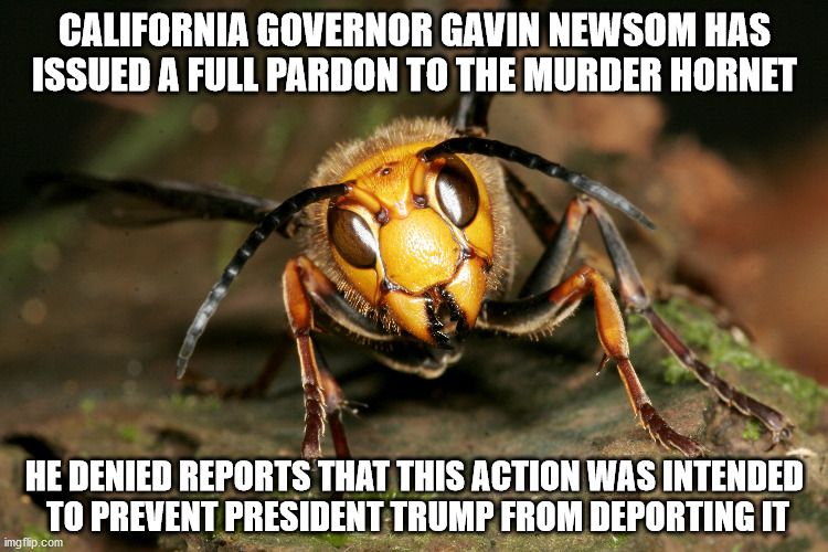Murder Hornet Pardoned | CALIFORNIA GOVERNOR GAVIN NEWSOM HAS ISSUED A FULL PARDON TO THE MURDER HORNET; HE DENIED REPORTS THAT THIS ACTION WAS INTENDED 
TO PREVENT PRESIDENT TRUMP FROM DEPORTING IT | image tagged in murder hornet | made w/ Imgflip meme maker