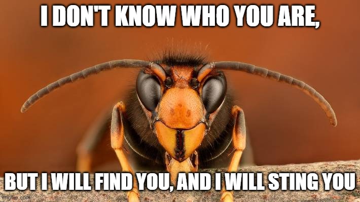 Murder Hornet | I DON'T KNOW WHO YOU ARE, BUT I WILL FIND YOU, AND I WILL STING YOU | image tagged in murder hornet | made w/ Imgflip meme maker