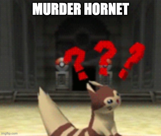 Confused furret | MURDER HORNET | image tagged in confused furret | made w/ Imgflip meme maker