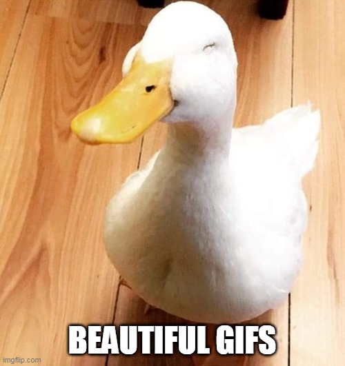 SMILE DUCK | BEAUTIFUL GIFS | image tagged in smile duck | made w/ Imgflip meme maker