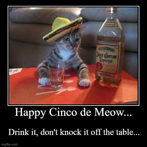 Drink it, don't swat it... | image tagged in funny,demotivationals,cinco de meow,cat | made w/ Imgflip demotivational maker