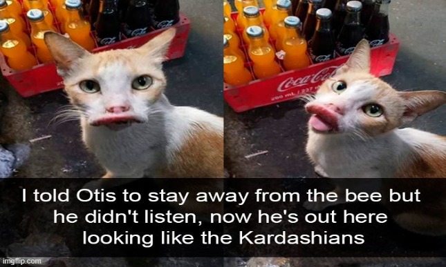 Kardashian cat | image tagged in cat,kardashian | made w/ Imgflip meme maker