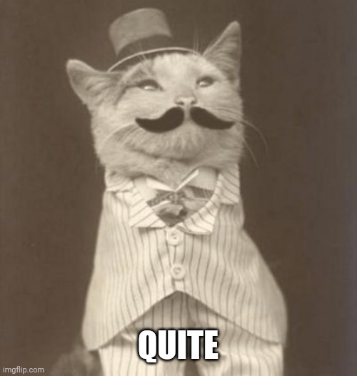 Moustache cat posh | QUITE | image tagged in moustache cat posh | made w/ Imgflip meme maker