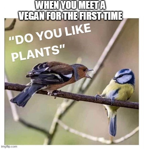 Hello Vegans | image tagged in vegan,meeting vegans | made w/ Imgflip meme maker