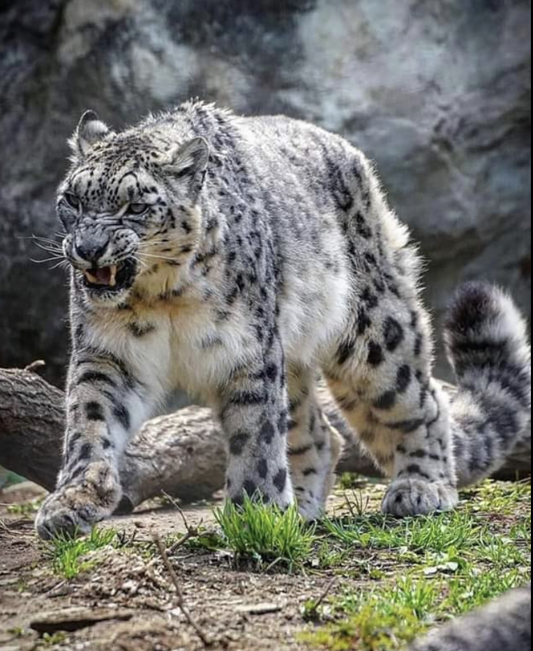High Quality Angry snow leopard Blank Meme Template