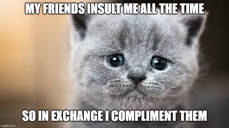 me and my friends | MY FRIENDS INSULT ME ALL THE TIME; SO IN EXCHANGE I COMPLIMENT THEM | image tagged in cute cats | made w/ Imgflip meme maker