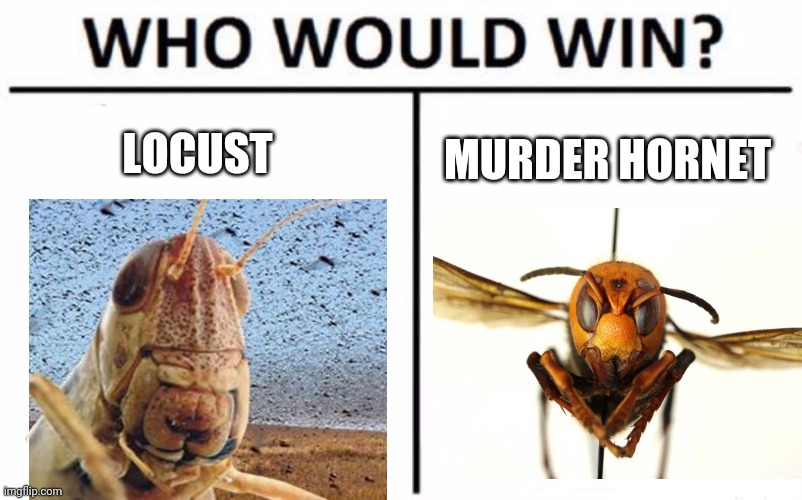#2020 | LOCUST; MURDER HORNET | image tagged in memes,who would win,locust,murder hornet,plague,2020 | made w/ Imgflip meme maker
