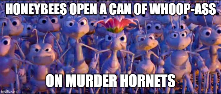 Murder Hornets | HONEYBEES OPEN A CAN OF WHOOP-ASS; ON MURDER HORNETS | image tagged in bees | made w/ Imgflip meme maker