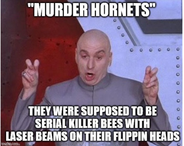 Murder hornets | image tagged in murder hornet | made w/ Imgflip meme maker