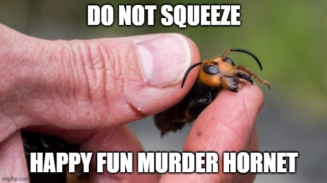 DO NOT SQUEEZE; HAPPY FUN MURDER HORNET | made w/ Imgflip meme maker