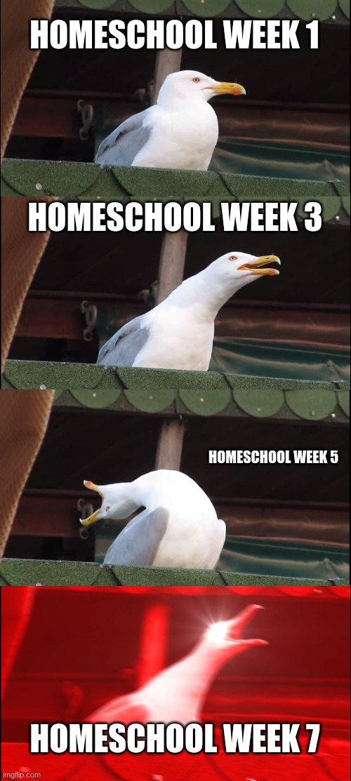 Homeschool | HOMESCHOOL WEEK 1; HOMESCHOOL WEEK 3; HOMESCHOOL WEEK 5; HOMESCHOOL WEEK 7 | image tagged in memes,inhaling seagull | made w/ Imgflip meme maker