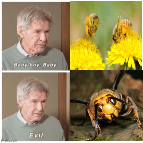 Bees vs. Murder Hornet | image tagged in baby boy baby evil,murder hornet,memes | made w/ Imgflip meme maker