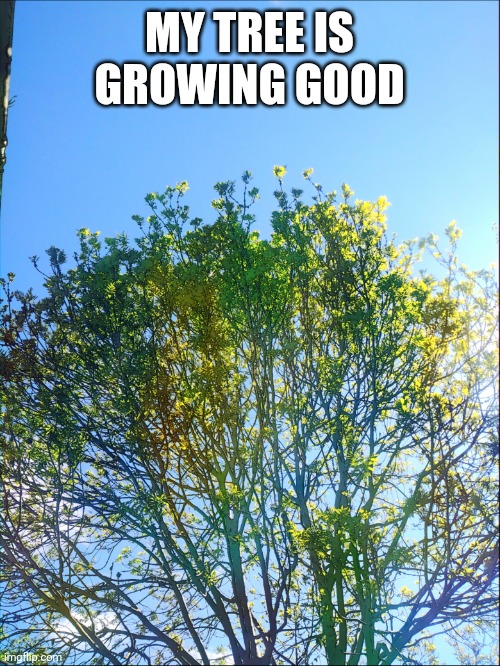 My tree | MY TREE IS GROWING GOOD | image tagged in beautiful,tree | made w/ Imgflip meme maker