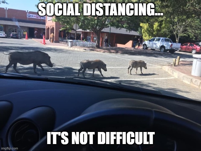 Social Distancing | SOCIAL DISTANCING... IT'S NOT DIFFICULT | image tagged in social distancing | made w/ Imgflip meme maker