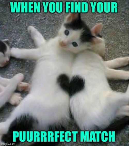 The puuuuuuurfect match | image tagged in cats,puns,love | made w/ Imgflip meme maker