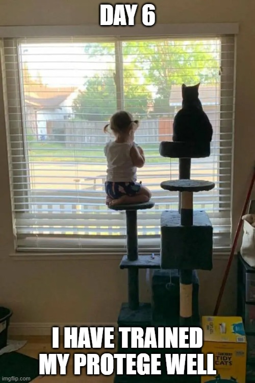 DAY 6; I HAVE TRAINED MY PROTEGE WELL | image tagged in memes,cats,funny,girl | made w/ Imgflip meme maker
