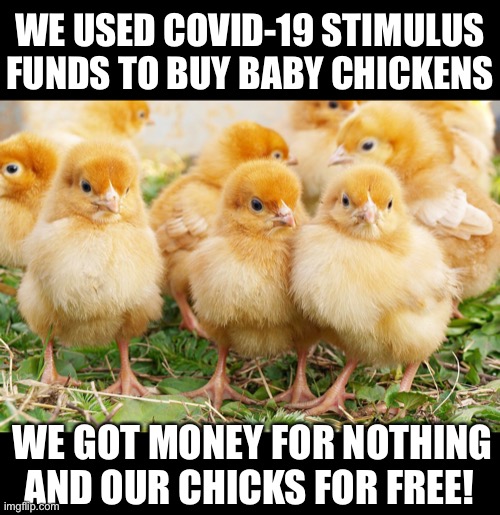 We used our COVID-19 stimulus funds to buy baby chickens. So, we got money for nothing and our chicks for free! | WE USED COVID-19 STIMULUS FUNDS TO BUY BABY CHICKENS; WE GOT MONEY FOR NOTHING AND OUR CHICKS FOR FREE! | image tagged in dire straits,money,covid-19,stimulus,chicks | made w/ Imgflip meme maker