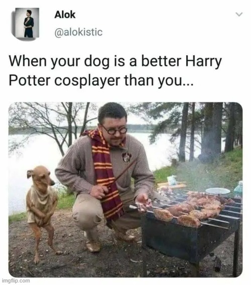 image tagged in dog,memes,funny,harry potter,cosplay,costume | made w/ Imgflip meme maker