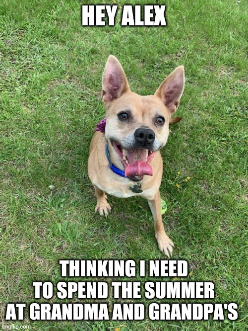 Doggy needs a road trip | HEY ALEX; THINKING I NEED TO SPEND THE SUMMER AT GRANDMA AND GRANDPA'S | image tagged in dogs | made w/ Imgflip meme maker