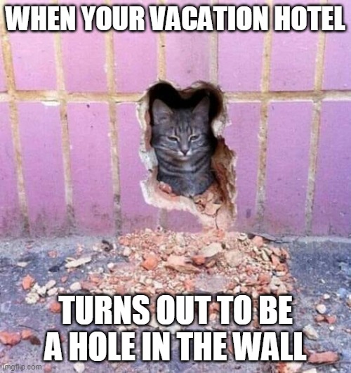 The No Star Special | WHEN YOUR VACATION HOTEL; TURNS OUT TO BE A HOLE IN THE WALL | image tagged in memes,cats,travel,vacation,hotel,hole | made w/ Imgflip meme maker