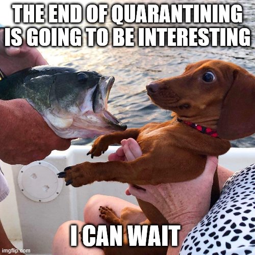 Quarintining | THE END OF QUARANTINING IS GOING TO BE INTERESTING; I CAN WAIT | image tagged in dachshund love | made w/ Imgflip meme maker