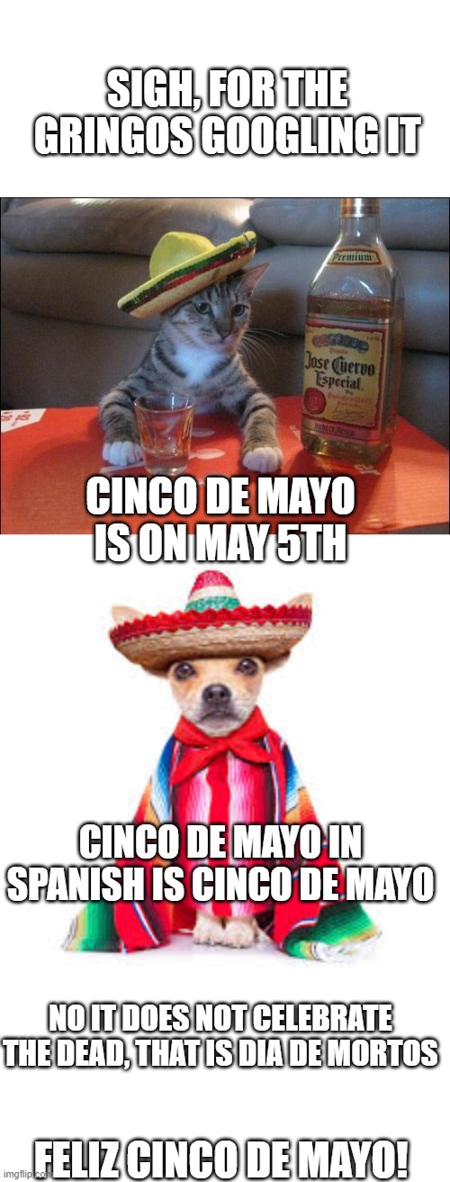For Realz, Feliz Cinco de Mayo | SIGH, FOR THE GRINGOS GOOGLING IT; CINCO DE MAYO IS ON MAY 5TH; CINCO DE MAYO IN SPANISH IS CINCO DE MAYO; NO IT DOES NOT CELEBRATE THE DEAD, THAT IS DIA DE MORTOS; FELIZ CINCO DE MAYO! | image tagged in tequila cat,cinco de mayo,memes,fun,holiday | made w/ Imgflip meme maker