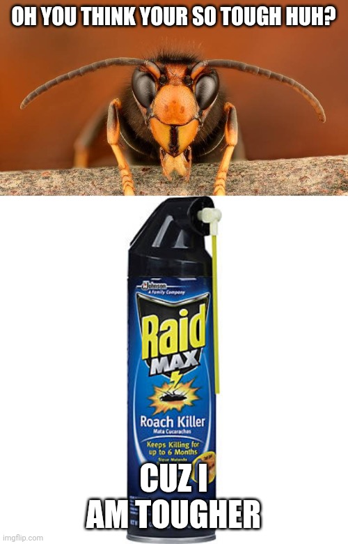 Can hornets die from bug spray? | OH YOU THINK YOUR SO TOUGH HUH? CUZ I AM TOUGHER | image tagged in raid max roach killer,murder hornet,memes | made w/ Imgflip meme maker