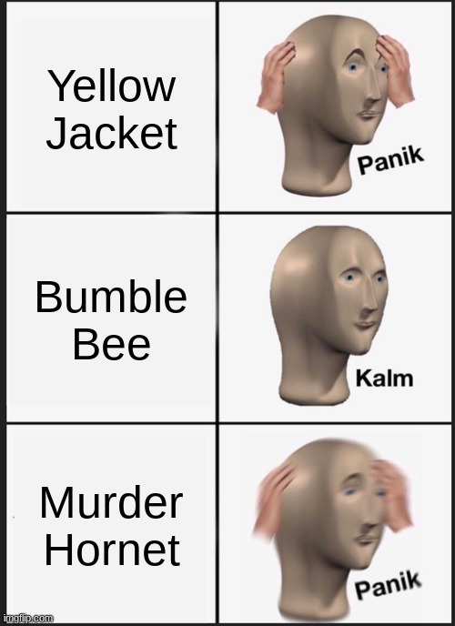 Bee Stresses | Yellow Jacket; Bumble Bee; Murder Hornet | image tagged in memes,panik kalm panik | made w/ Imgflip meme maker