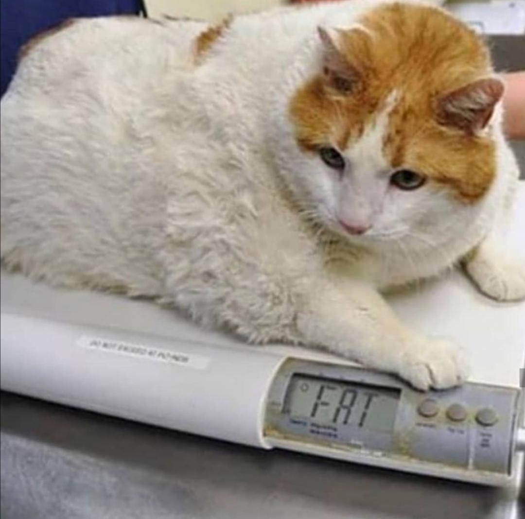 fat-cat-scale.png