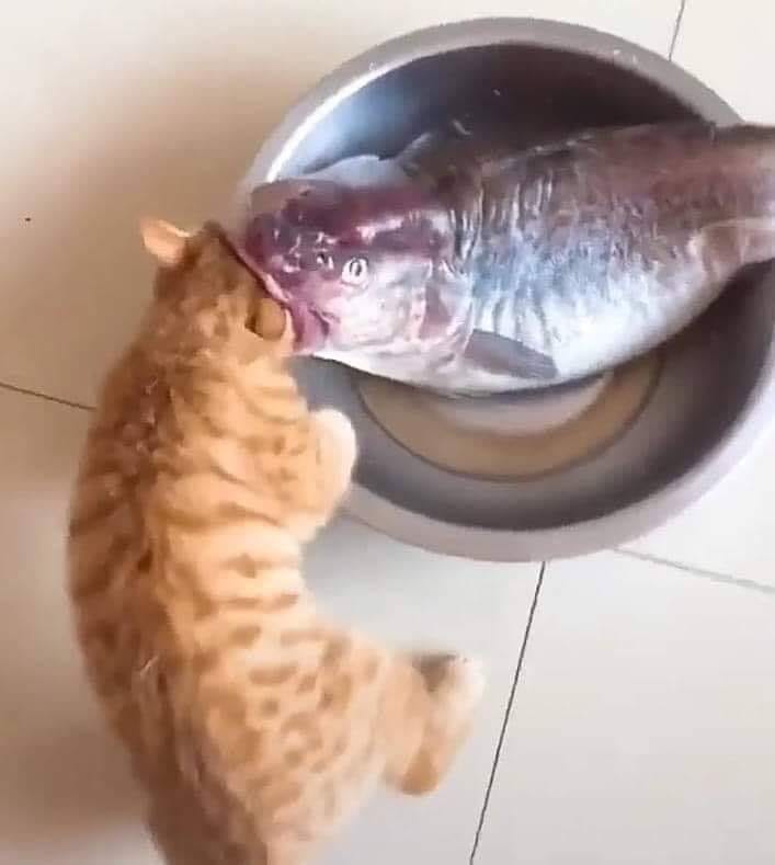 High Quality Fish Eating Cat Blank Meme Template