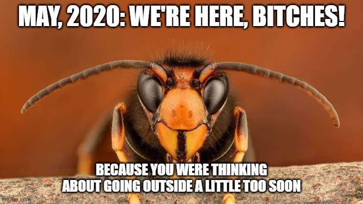 We're Here Bitches | MAY, 2020: WE'RE HERE, BITCHES! BECAUSE YOU WERE THINKING ABOUT GOING OUTSIDE A LITTLE TOO SOON | image tagged in murder hornet | made w/ Imgflip meme maker
