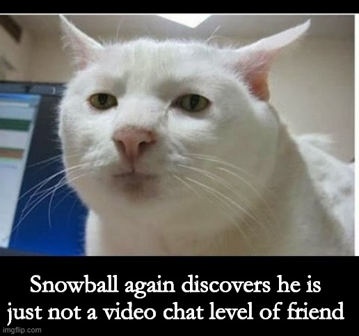 no one calls loser cat | Snowball again discovers he is just not a video chat level of friend | image tagged in loser,cat,cute,facetime,facebook,video | made w/ Imgflip meme maker