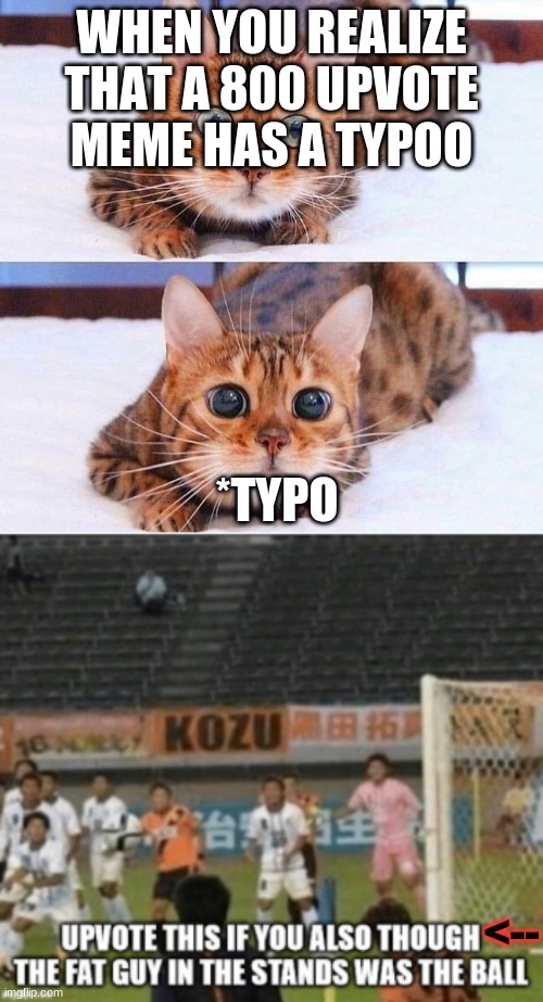 WHEN YOU REALIZE THAT A 800 UPVOTE MEME HAS A TYPOO; *TYPO; <-- | image tagged in cat wide-eyes,memes,funny,fun,soccer,fat guy | made w/ Imgflip meme maker