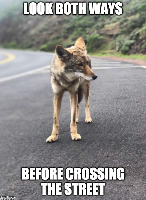 Road Coyote | LOOK BOTH WAYS; BEFORE CROSSING THE STREET | image tagged in road coyote | made w/ Imgflip meme maker