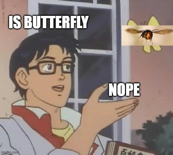 lovely murder bee | IS BUTTERFLY; NOPE | image tagged in memes,is this a pigeon,anxiety,murder hornet,2020 | made w/ Imgflip meme maker