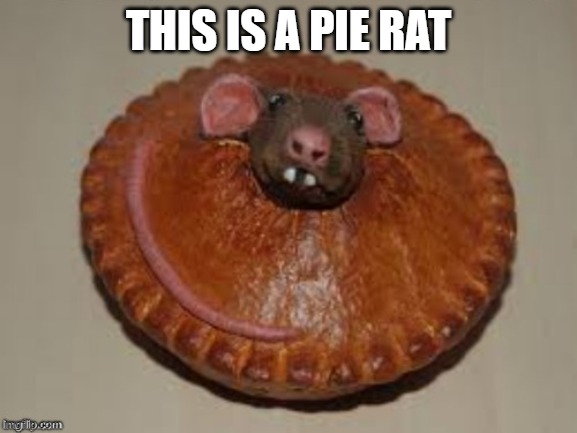 THIS IS A PIE RAT | made w/ Imgflip meme maker