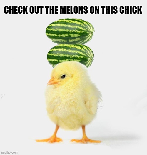 check out the melons on this chick | CHECK OUT THE MELONS ON THIS CHICK | image tagged in chicks,melons | made w/ Imgflip meme maker