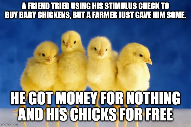 Baby Chicks | A FRIEND TRIED USING HIS STIMULUS CHECK TO BUY BABY CHICKENS, BUT A FARMER JUST GAVE HIM SOME. HE GOT MONEY FOR NOTHING AND HIS CHICKS FOR FREE | image tagged in baby chicks | made w/ Imgflip meme maker