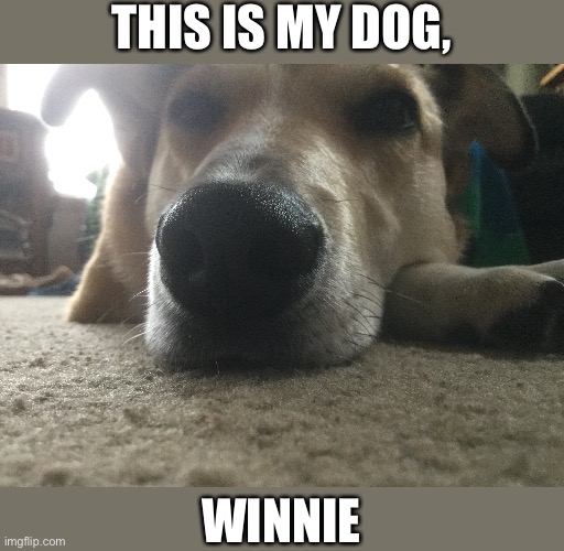 THIS IS MY DOG, WINNIE | made w/ Imgflip meme maker