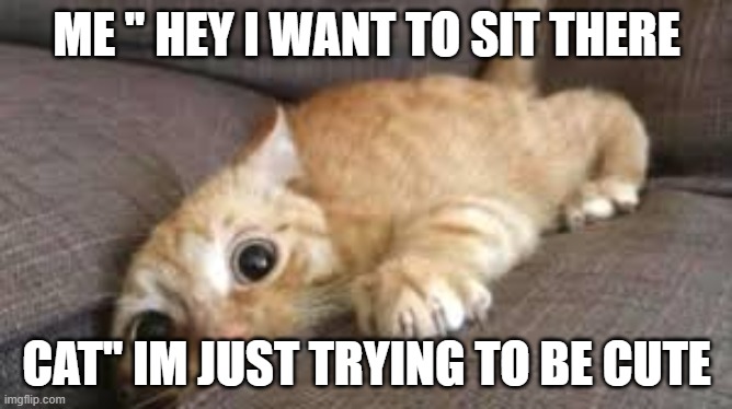 cat | ME '' HEY I WANT TO SIT THERE; CAT'' IM JUST TRYING TO BE CUTE | image tagged in cat | made w/ Imgflip meme maker
