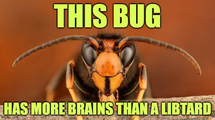 And is twice as pleasant. | THIS BUG; HAS MORE BRAINS THAN A LIBTARD | image tagged in murder hornet,trump,libtards | made w/ Imgflip meme maker